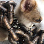 Stylish and Fun Dog Leash