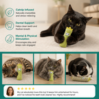 Catnip-Filled Cactus Teeth Cleaning Cat Toy