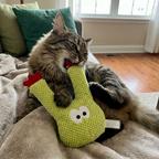 Catnip-Filled Cactus Teeth Cleaning Cat Toy