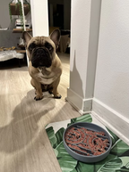 Slow Feeder Bowl for Dogs and Cats – Eat Slowly for Better Digestion