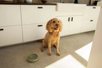 Slow Feeder Bowl for Dogs and Cats – Eat Slowly for Better Digestion