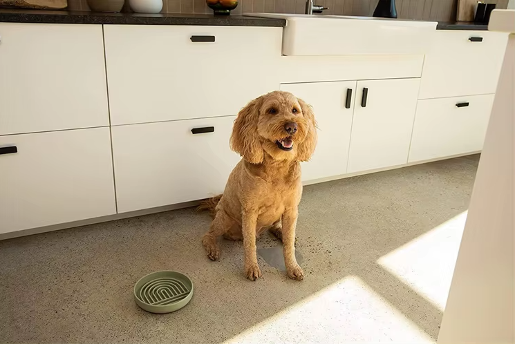 Slow Feeder Bowl for Dogs and Cats – Eat Slowly for Better Digestion
