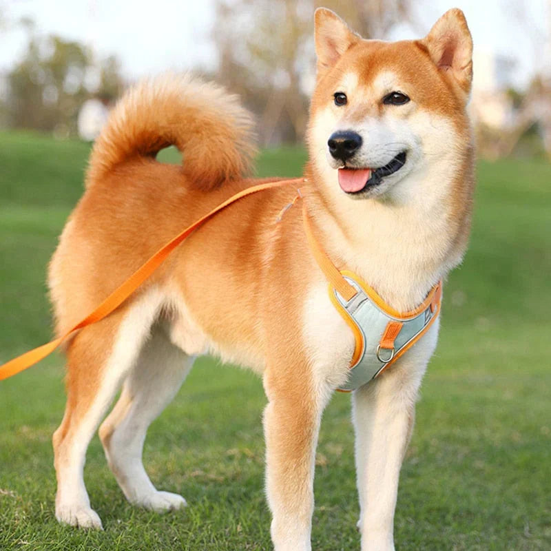 Reflective Dog Harness Set