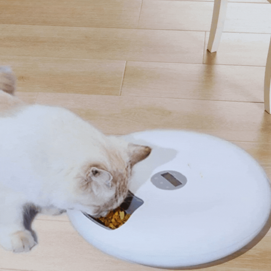 Automatic Pet Bowl – Digital Food Dispenser in Various Colours