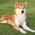 Reflective Dog Harness Set